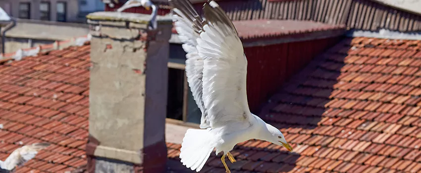 Residential Chimney Animal Removal Solution in Linda, CA