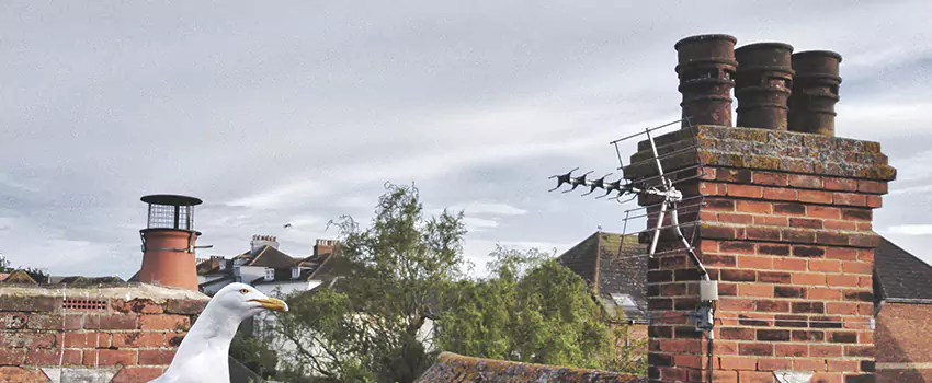 Chimney Cleaning And Restoration in Linda, California